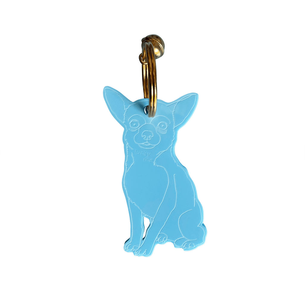 Lucky Chihuahua (shorthair) - LUCKY MES