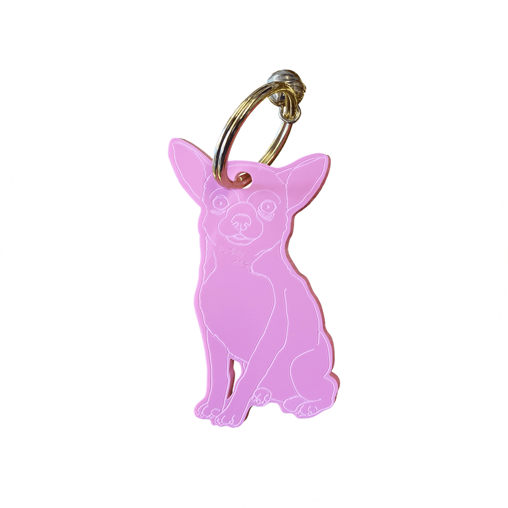 Lucky Chihuahua (shorthair) - LUCKY MES