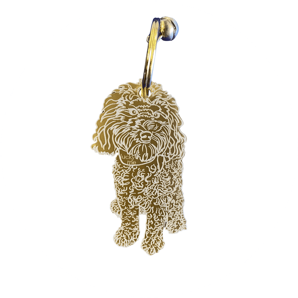 Lucky Labradoodle - LUCKY MES