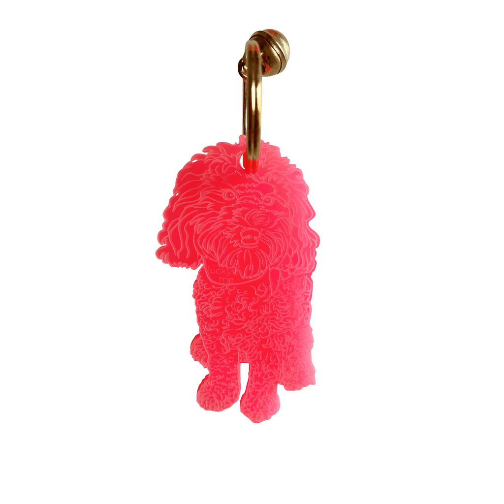 Lucky Labradoodle - LUCKY MES